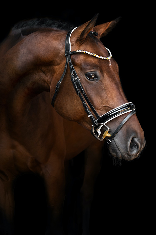 photographie d'un cheval expressif avec un filet élégant